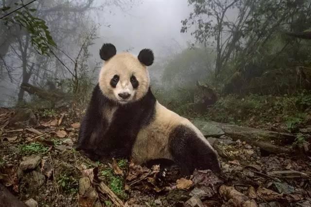 今晚必中一肖四不像图2019年98期，揭秘彩票背后的秘密，揭秘彩票背后的秘密，今晚必中一肖四不像图 2019年98期彩票预测分析