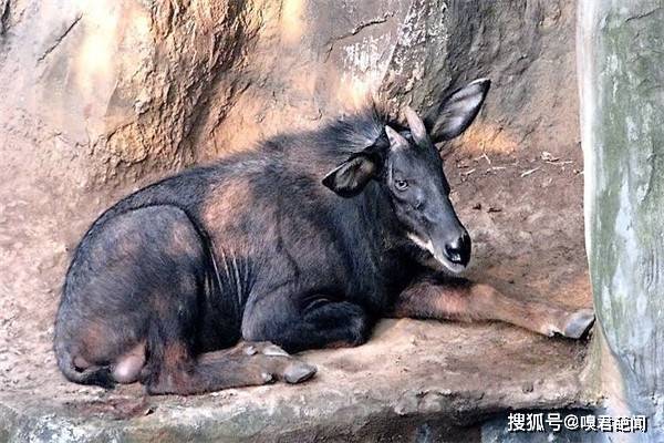 今晚澳门特马开什么今晚四不像，澳门特马今晚开奖结果及四不像分析