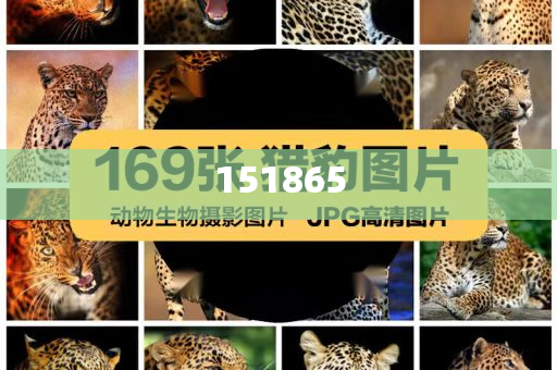 2025新澳门精准免费大全，澳门最新精准免费资料大全（2025版）
