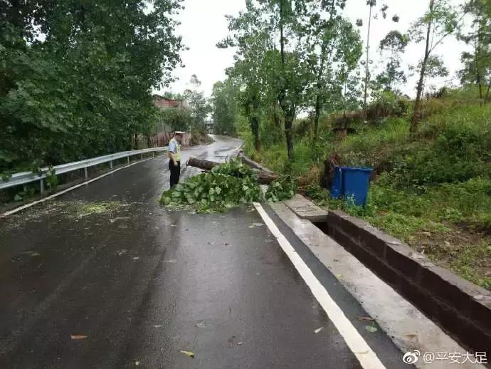 实拍北京暴雨：天瞬间变黑树枝狂摇