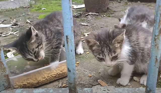 动物园里的猫丢了