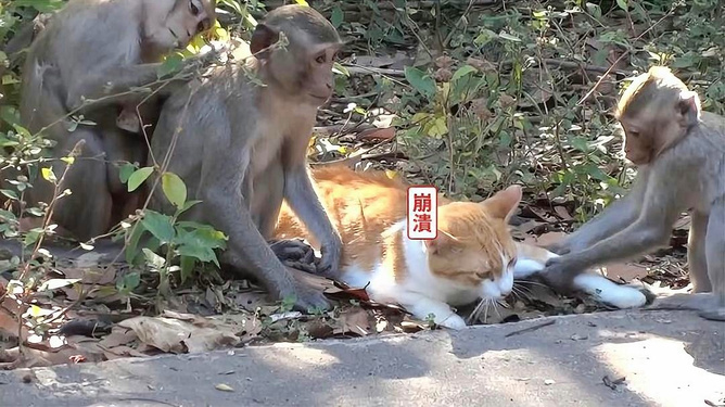 猫咪滞留动物园遭猴子攻击