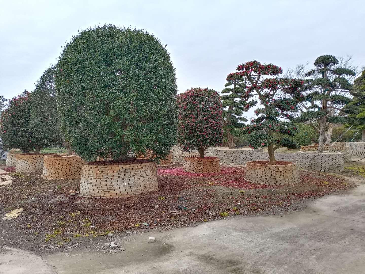 重温历史，揭秘2004澳门天天开好彩大全，重温历史，揭秘澳门天天开好彩大全（2004年）
