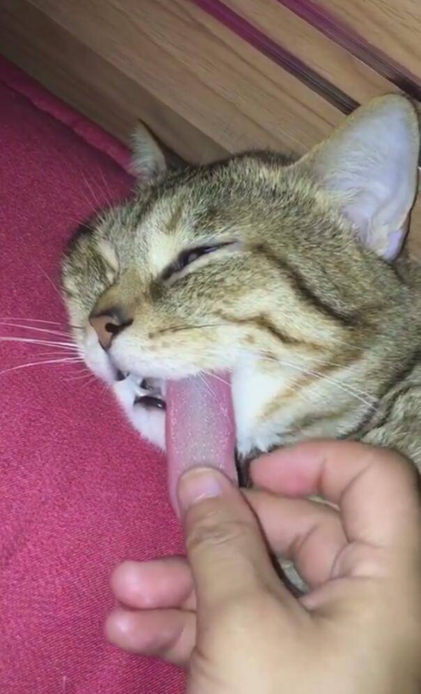 猫咪死了主人