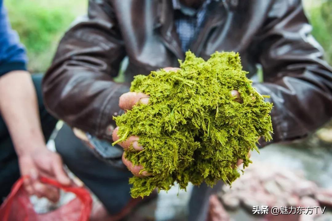 贵州小县城让抹茶快没日本什么事了