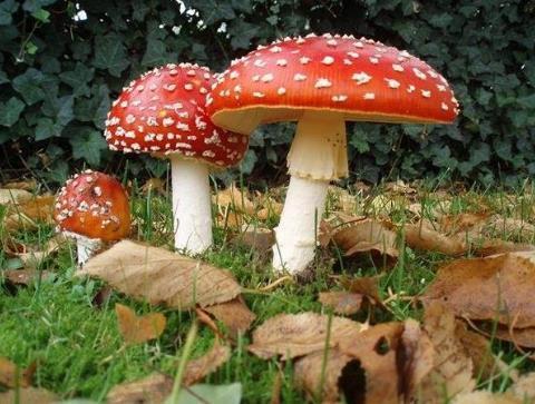误食毒蘑菇的特效药是什么